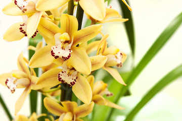 vivid yellow cymbidium orchid flower isolated on white