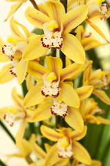 vivid yellow cymbidium orchid flower isolated on white