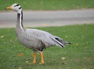 goose and grass