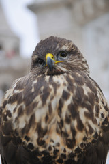 eagle bird closeup