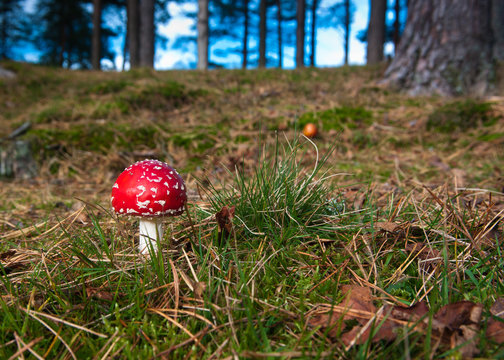Fly Agaric in woodland surroundings