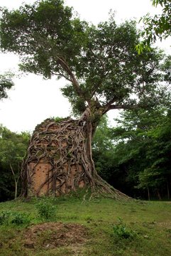 Cambodge, Kampong Tom : l'arbre d&eacute;voreur
