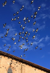 Pigeons en vol © Marco Desscouleurs