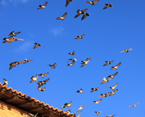 Envol de pigeons © Marco Desscouleurs