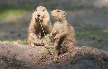 Präriehunde mit Grashalm