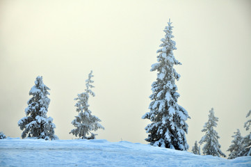 Pine trees on the top of the mountain