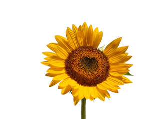 Fototapeta premium Valentine Sunflower