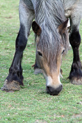 Auxois (Kaltblutpferd)
