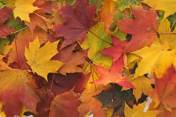 Fototapeta na wymiar color leaves