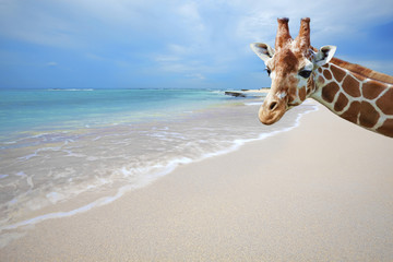 Giraffe on vacation