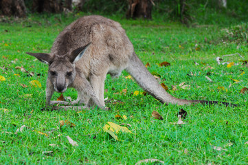 Eastern Grey Kangaroo (Macropus giganteus) Eating Grass