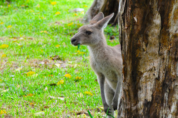 Naklejka na ściany i meble Eastern Grey Kangaroo Looking from Behind of a Tree
