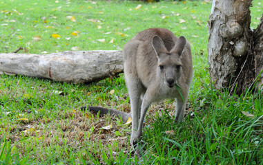 Naklejka na ściany i meble Eastern Grey Kangaroo (Macropus giganteus) Eating Grass
