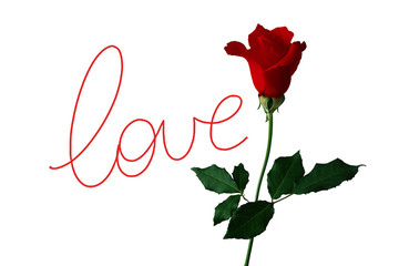 Love - Rose