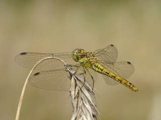 Moustached Darter (Female, Sympetrum vulgatum)