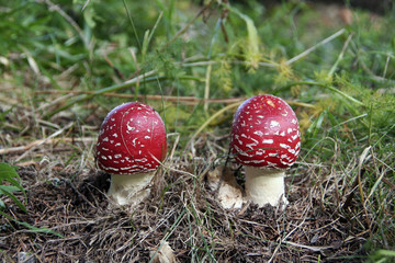 Fliegenpilz-Zwillinge im Schwarzwald