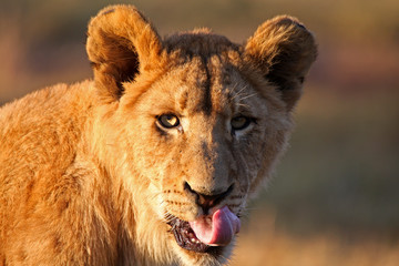 Löwin im Abendlicht - Südafrika