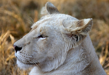 Weisse Löwin im Abendlicht - Südafrika