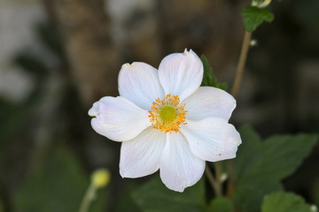 White Flower - Wilderness in Mexico