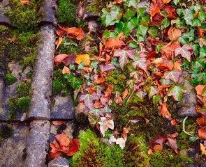 Ivy And Moss On A Rooftop