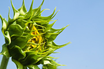 Young sunflower close up and the blue sky