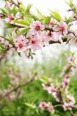 Spring peach blossom