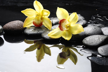 still life with orange orchid with water drops