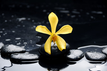 Fototapeta na wymiar Close up yellow orchid with stone water drops