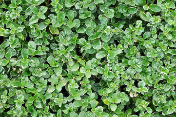 Obraz premium Plants texture