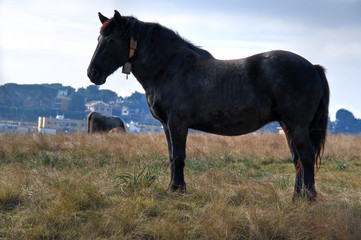 Domestic horse in meadow.