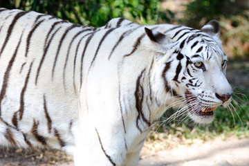 White Tiger Resting