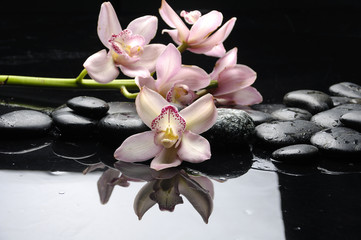 Obraz na płótnie Canvas Purpurowa orchidea i czarne kamienie z refleksji