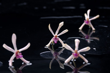Spa still life with orchid on water drops