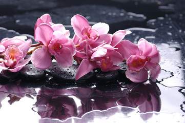 Zen stone and pink orchid with water drops
