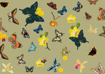 tropical butterfly and flower background