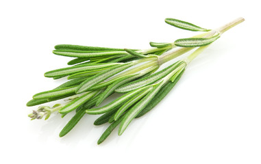 Fototapeta premium Twig of rosemary