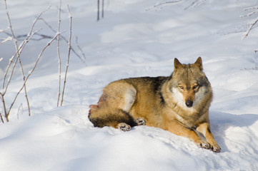 Wolf beim sonnen