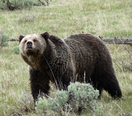 USA Wildnis - Grizzlybär
