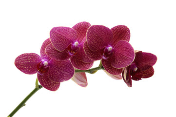 Fototapeta na wymiar Czerwona orchidea samodzielnie na białym tle