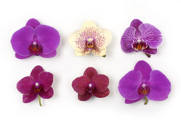 Orchid collection on white