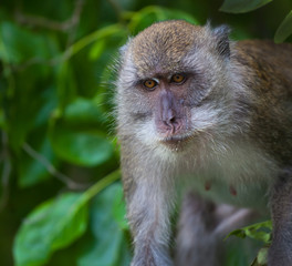 Monkey on Monkey Beach Phi Phi, Thailand