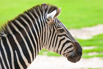 Fototapeta na wymiar Zebra, equus zebra