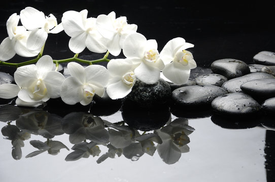 Fototapeta Zamyka w górę białej orchidei z kamień wody kroplami