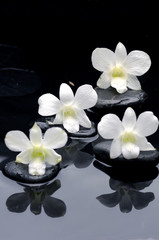 Obraz na płótnie Canvas Four white orchid(phalaenopsis) flower with reflection