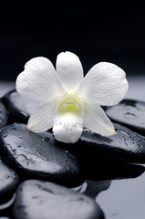 still life with macro of orchid