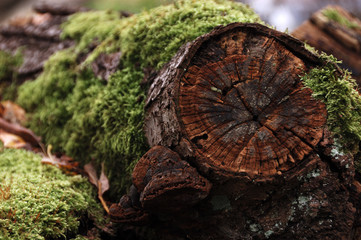 alter, gefällter Baum, mit Moos bewachsen