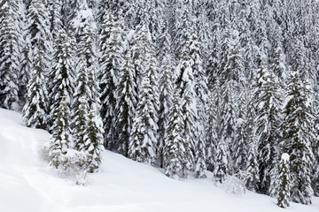 Pine tree forest and snow in winter