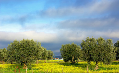 Fototapeta na wymiar Olives tree in yellow field.