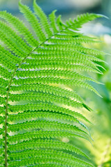 Green leaves of wild young fern for background