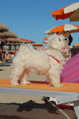 MALTESE